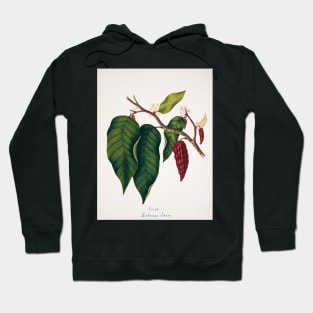 Chocolate cocoa plant (C012/2094) Hoodie